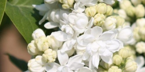 Obični jorgovan madame lemoine: sadnja i njega